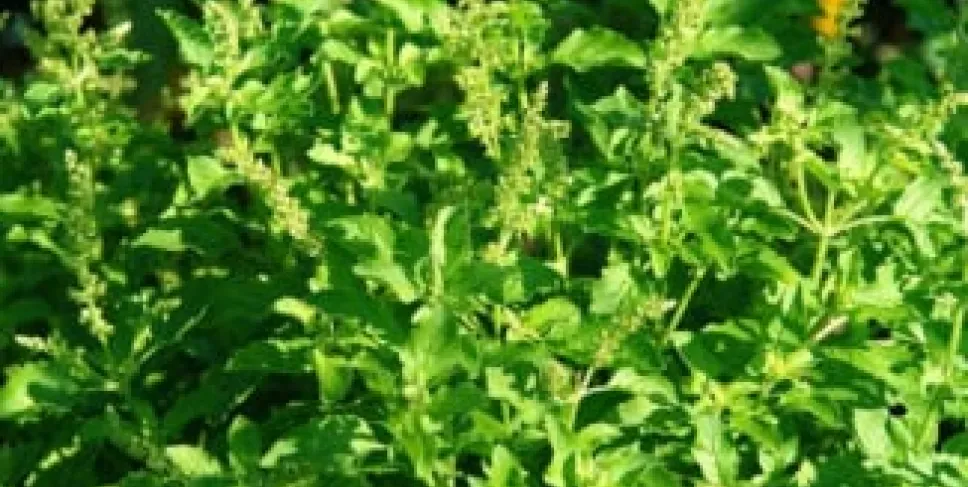 Daun Ruku-Ruku. Foto: Mita/Siberbengkulu.co