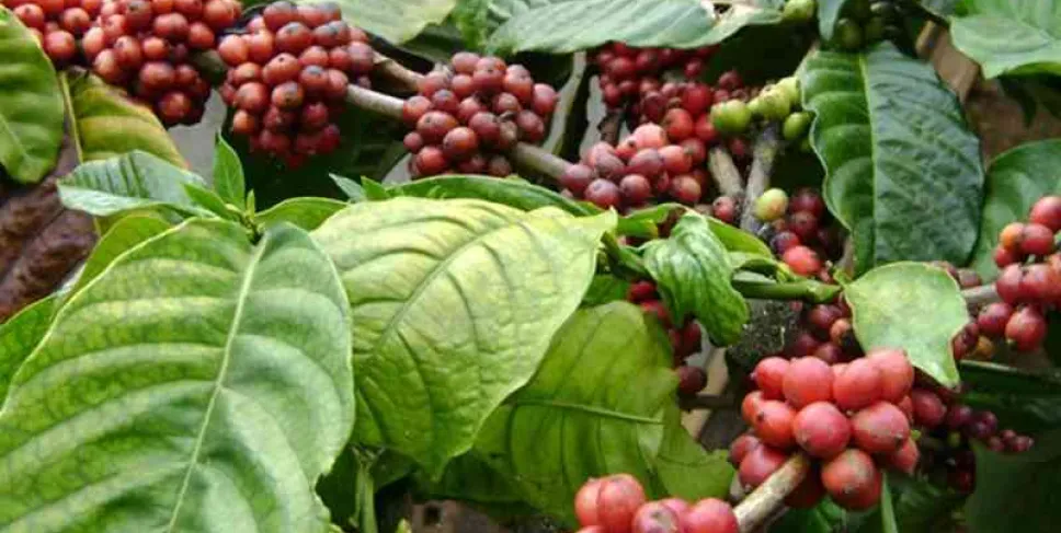 Sektor Pertanian, Kehutanan, dan Perikanan Masih Dominasi Perekonomian Bengkulu Triwulan III 2024. Foto: Lentera/Siberbengkulu.co