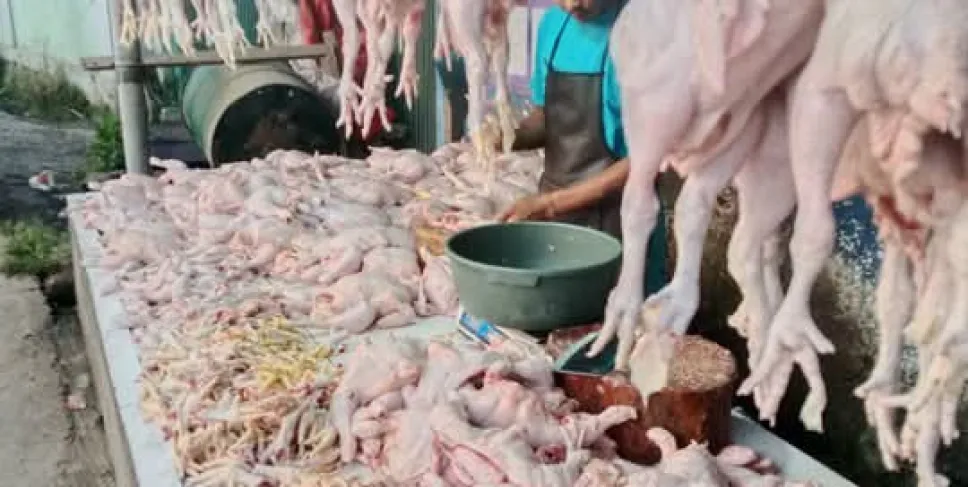 Harga Daging Ayam di Mukomuko Stabil Jelang Idul Adha 1446 H. Foto: JFS/Siberbengkulu.co