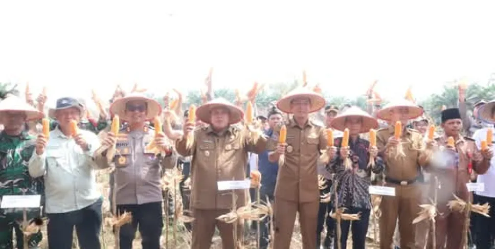 Pemkab Mukomuko dan Polres Gelar Panen Raya Jagung Tahap II di Desa Lubuk Gedang. Foto: JFS/Siberbengkulu.co