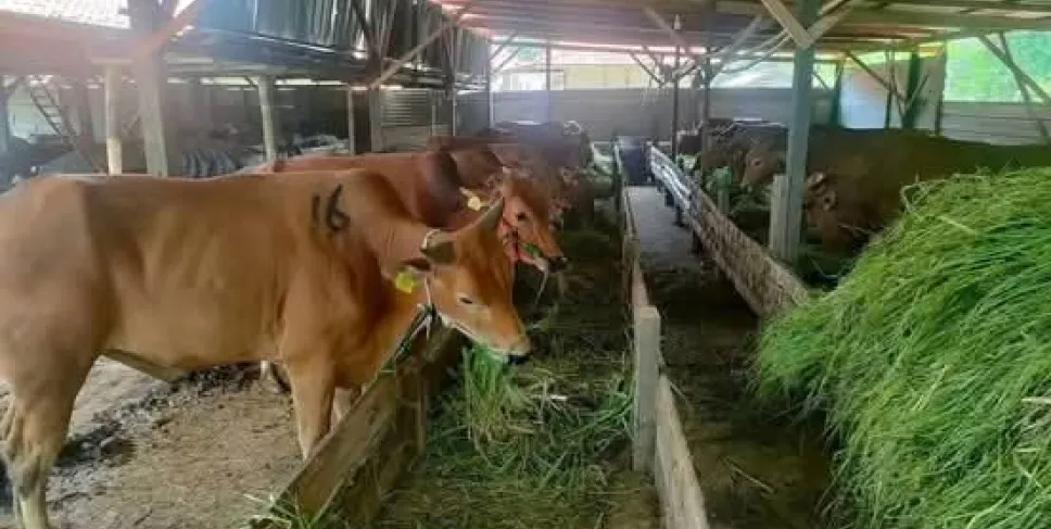 Penjualan Sapi Kurban di Mukomuko Meningkat Tajam Jelang Iduladha 2025. Foto: JFS/Siberbengkulu.co